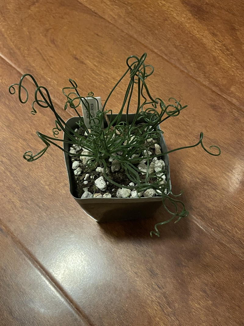 Albuca foetida