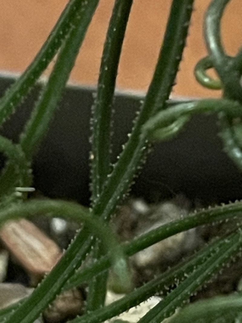 Albuca foetida photo 2