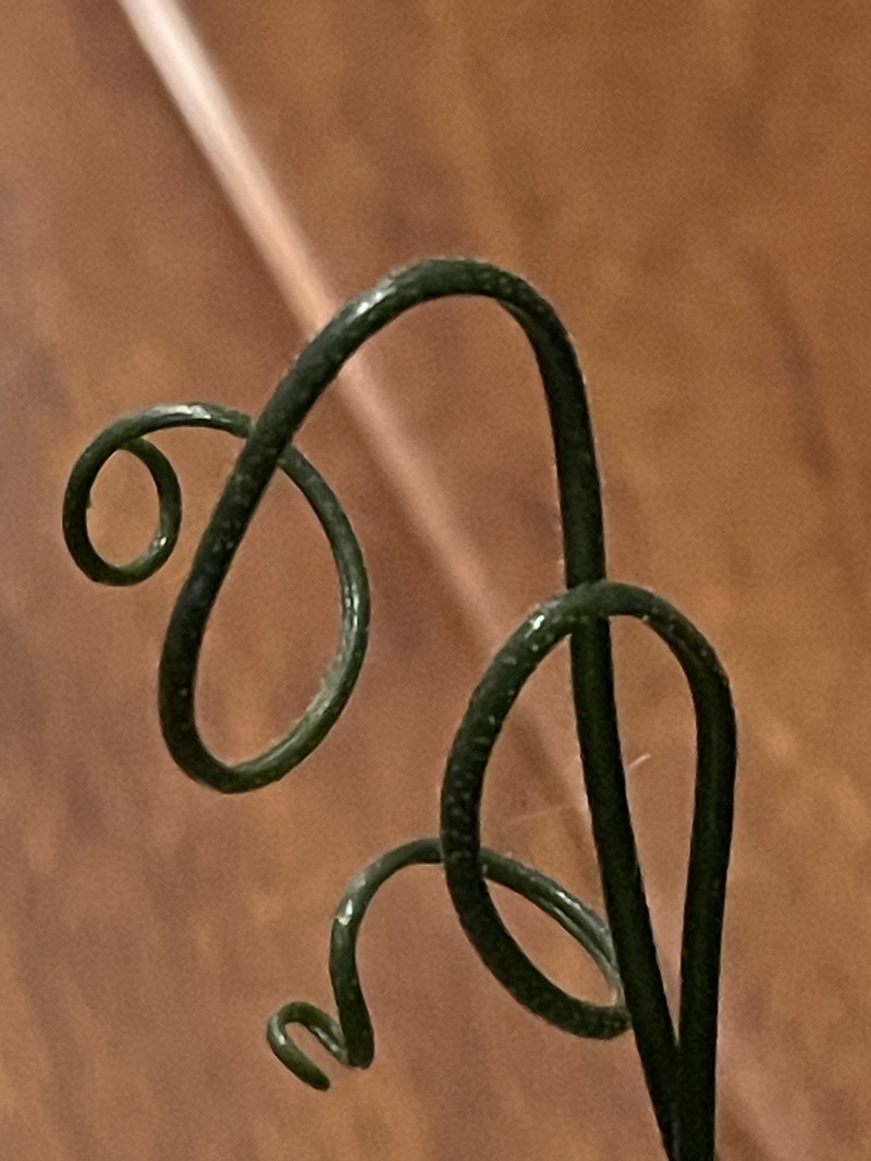 Albuca foetida photo 3