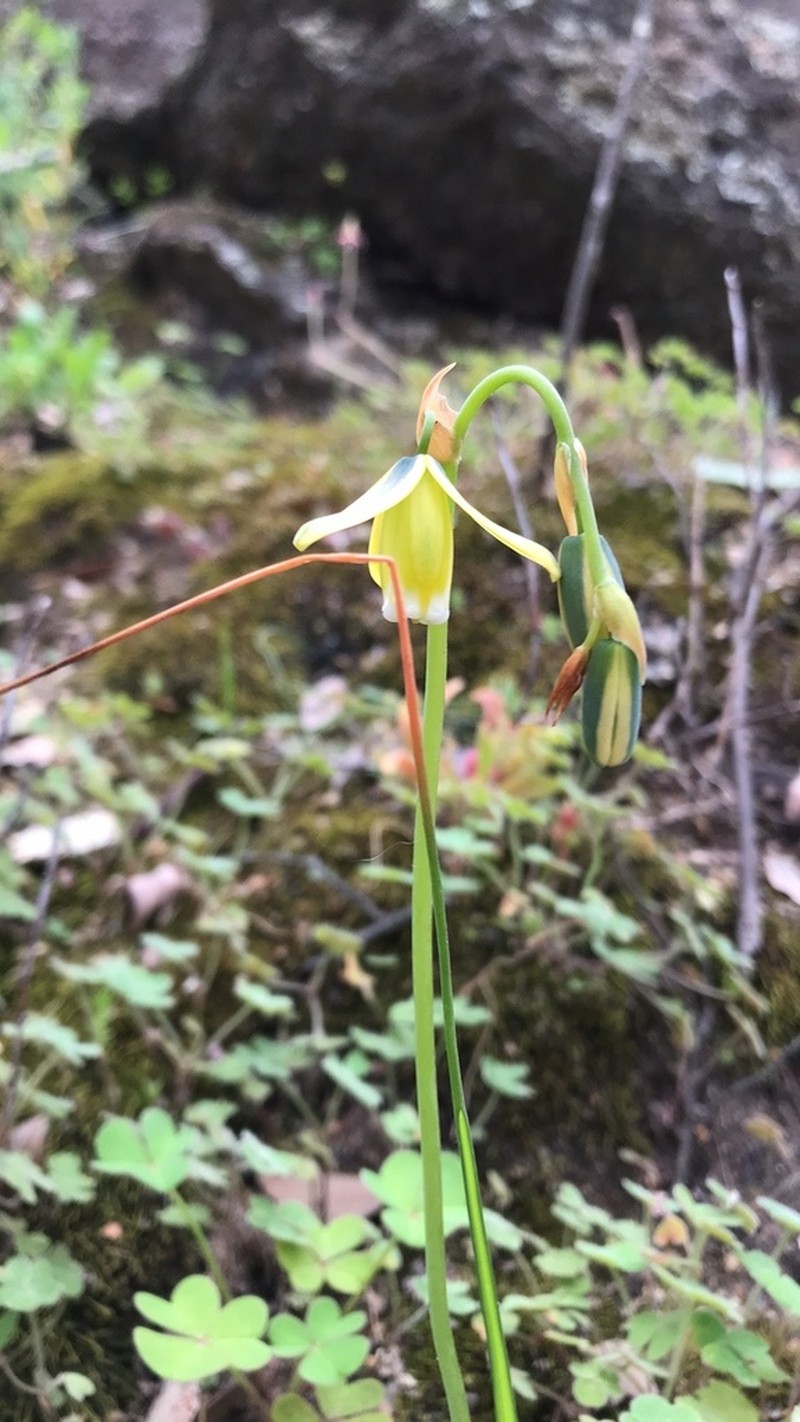 Albuca fragrans