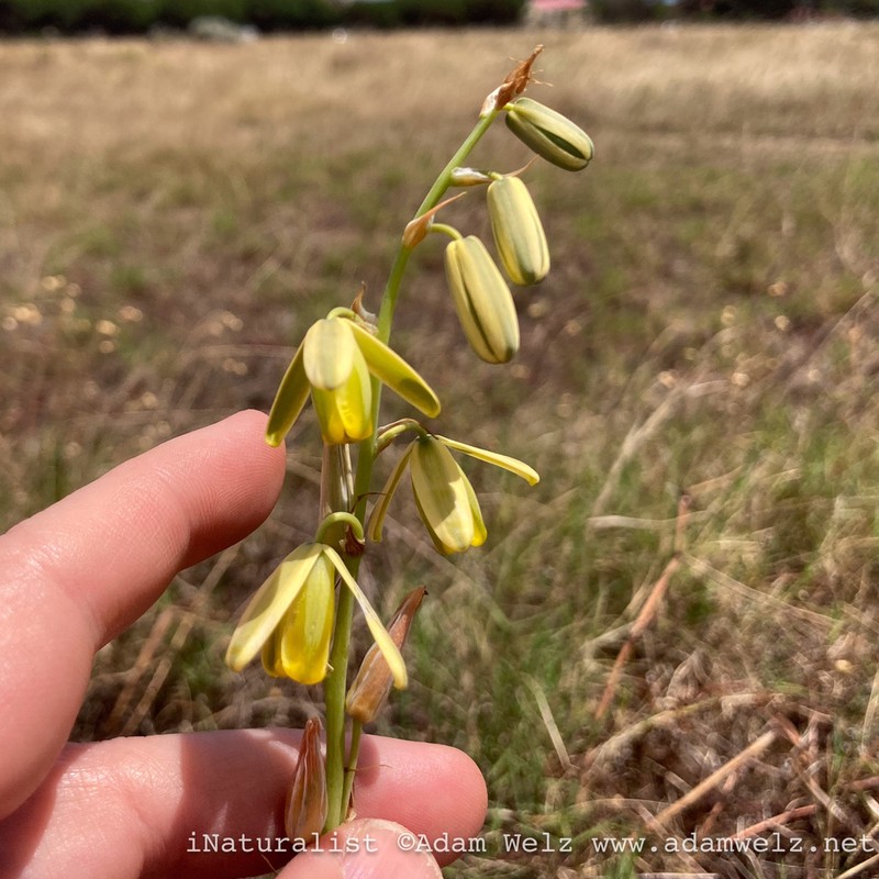 Albuca fragrans photo 2