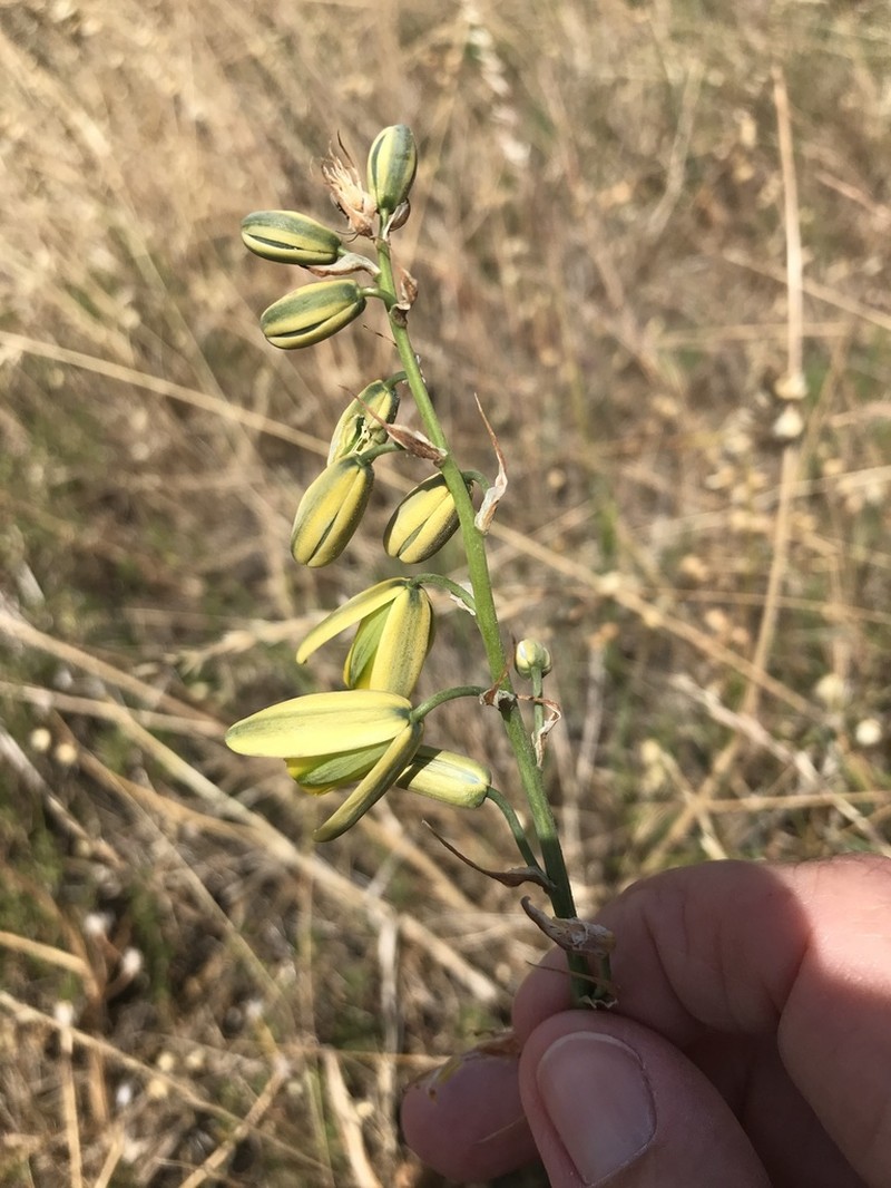 Albuca fragrans photo 3