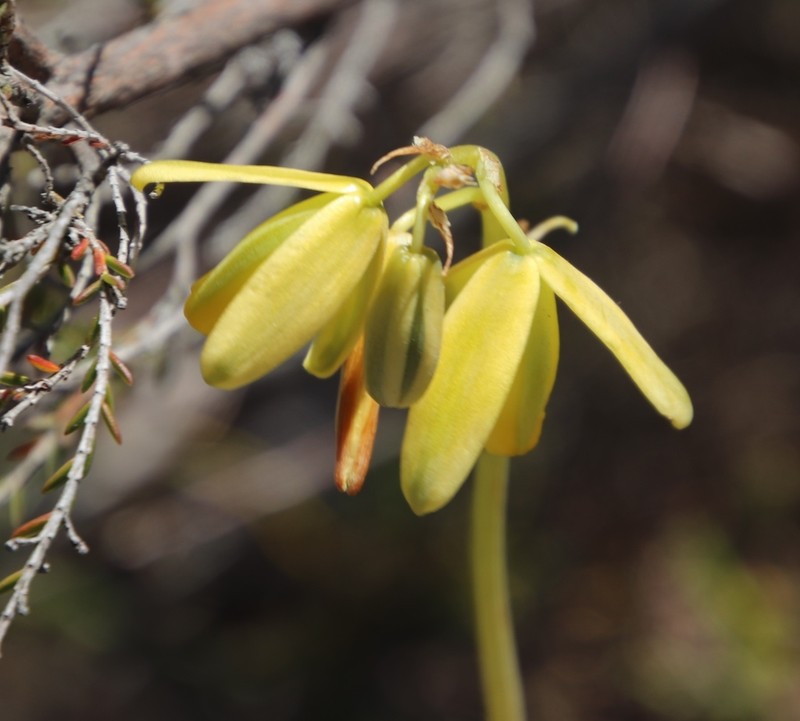 Albuca fragrans photo 4