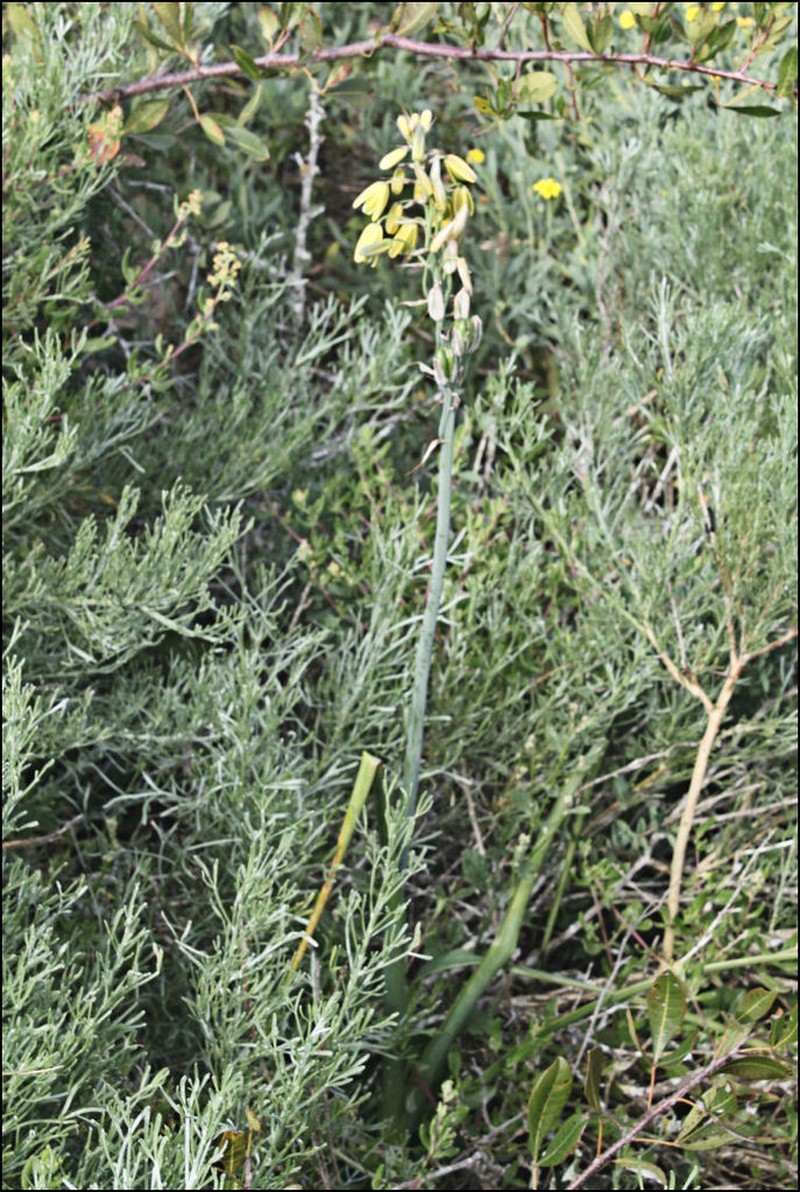 Albuca fragrans photo 5