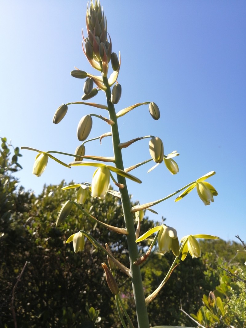 Albuca fragrans photo 6