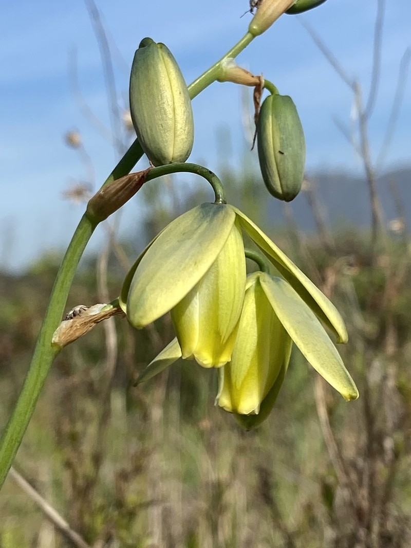 Albuca fragrans photo 7