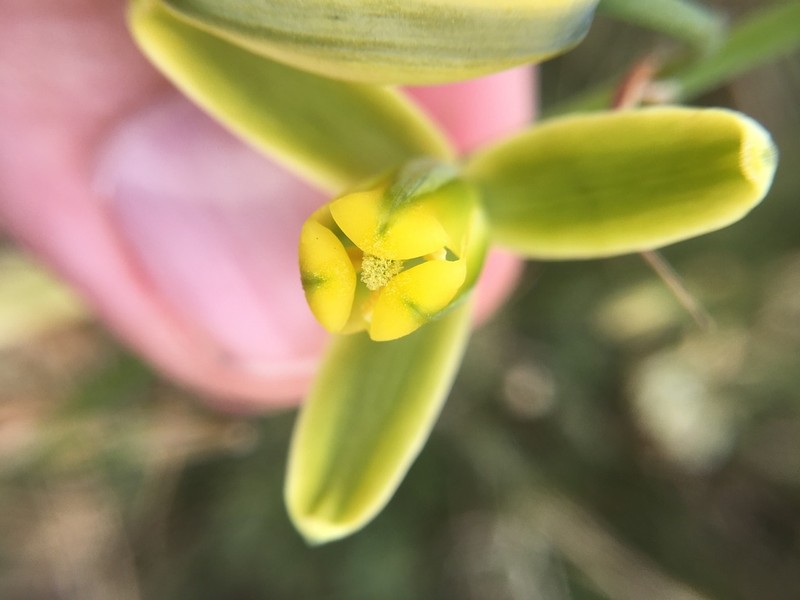 Albuca fragrans photo 8