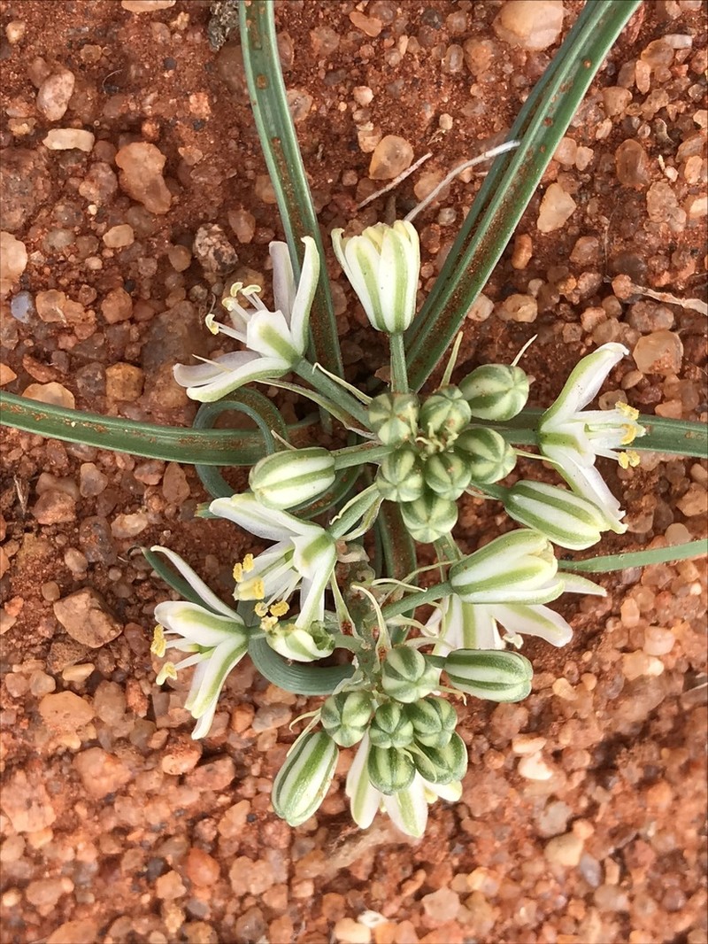 Albuca gariepensis