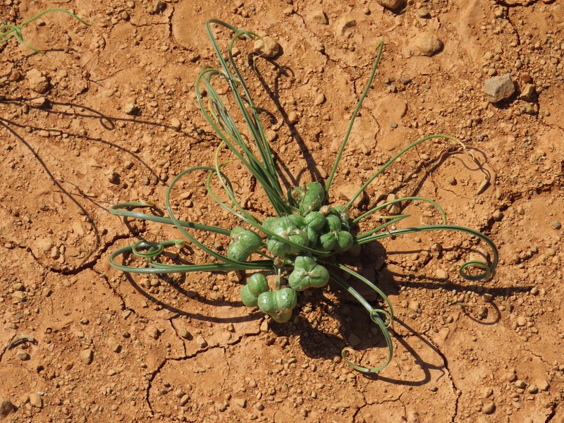 Albuca gariepensis photo 2