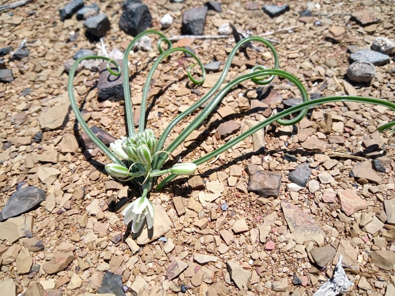 Albuca gariepensis photo 3