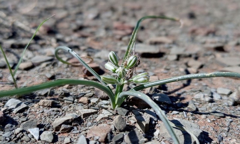 Albuca gariepensis photo 4