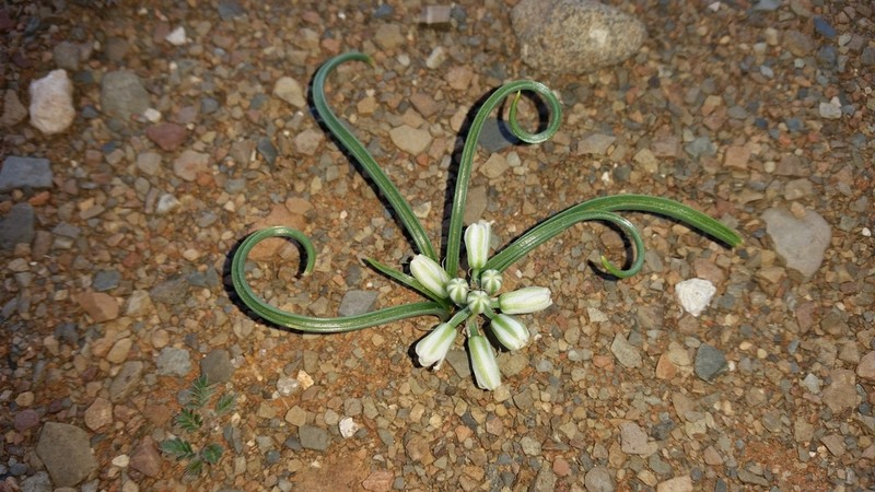Albuca gariepensis photo 5