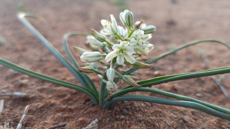 Albuca gariepensis photo 6