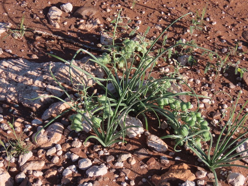 Albuca gariepensis photo 7