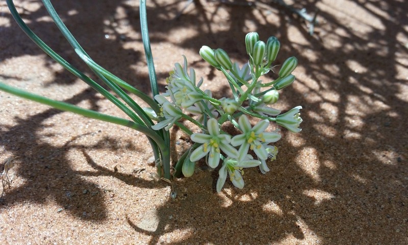 Albuca gariepensis photo 8