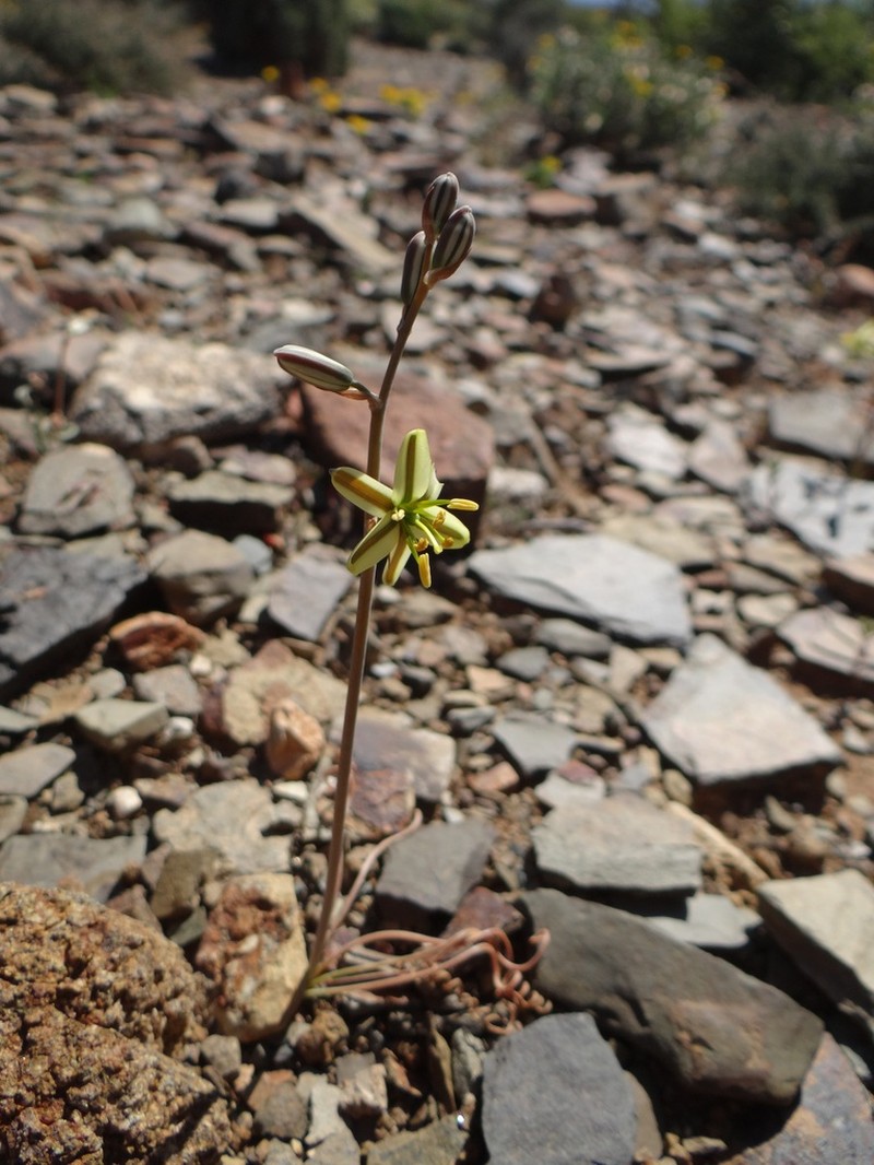 Albuca gethylloides