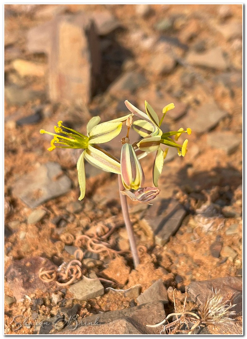 Albuca gethylloides photo 2