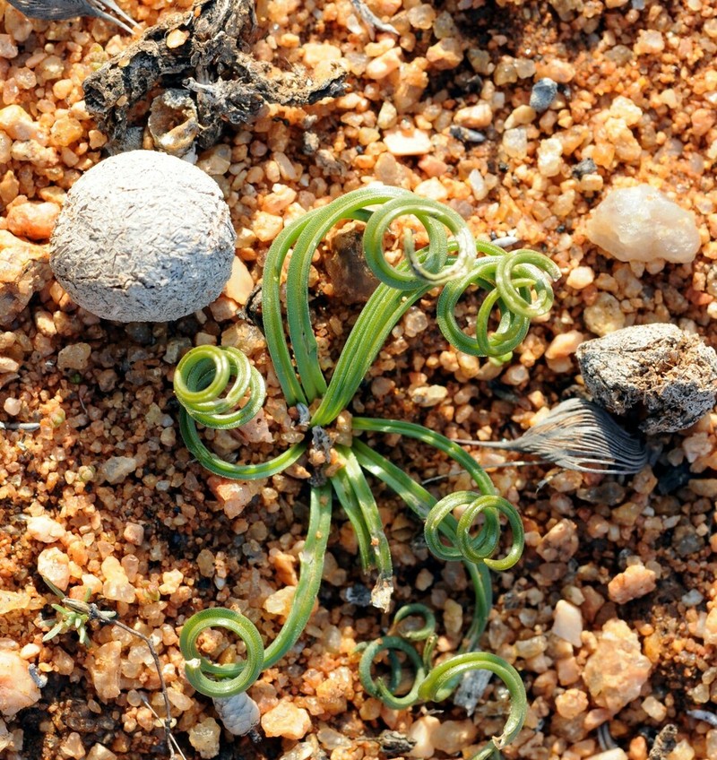 Albuca gethylloides photo 3