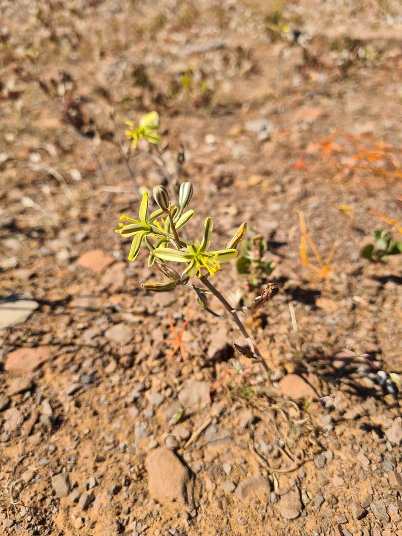 Albuca gethylloides photo 4