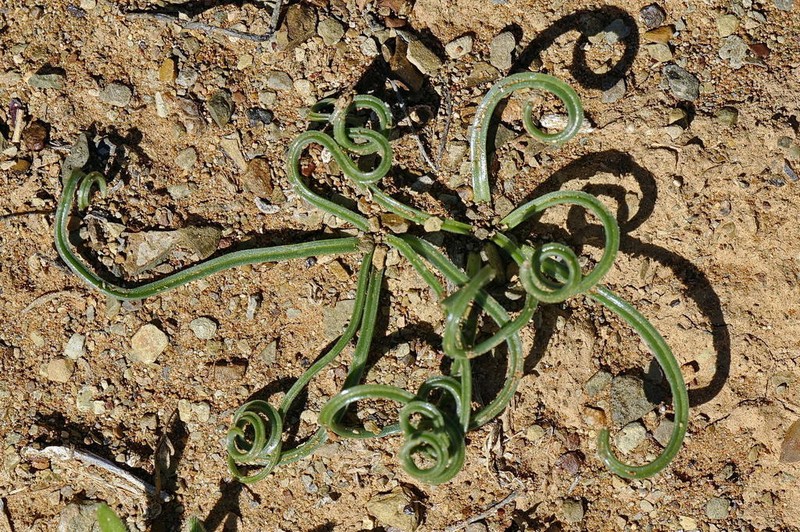 Albuca gethylloides photo 5