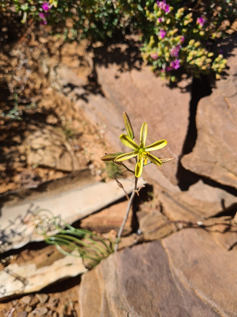 Albuca gethylloides photo 6