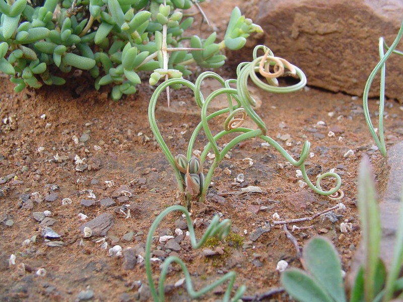 Albuca gethylloides photo 7