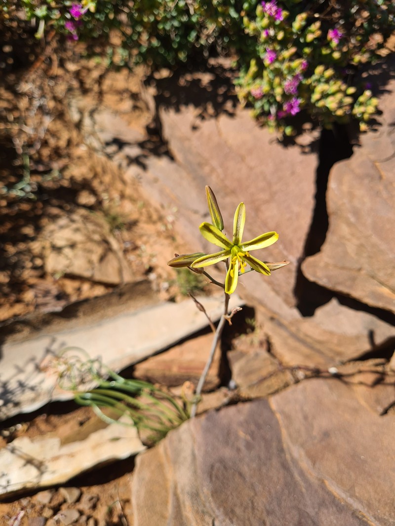 Albuca gethylloides photo 8