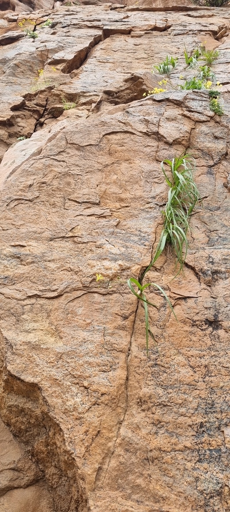 Albuca gildenhuysii