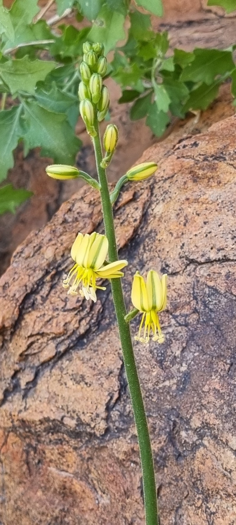 Albuca gildenhuysii photo 3