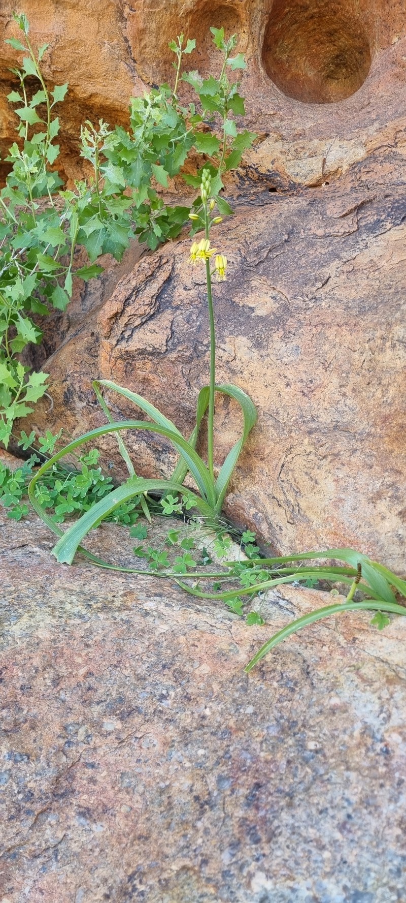 Albuca gildenhuysii photo 4