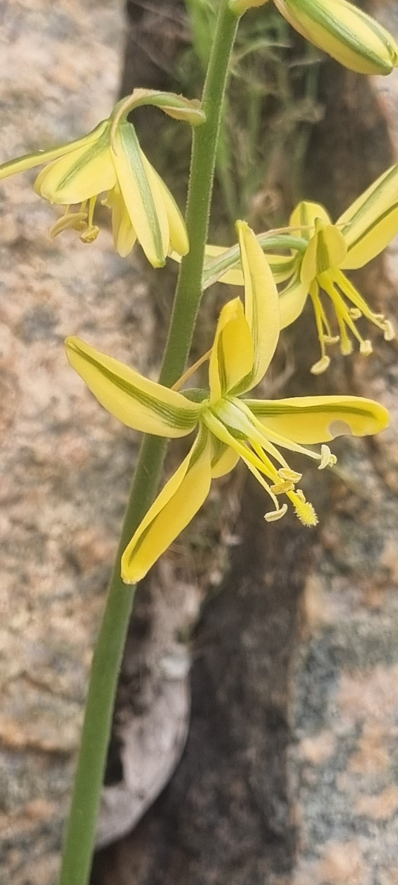 Albuca gildenhuysii photo 5