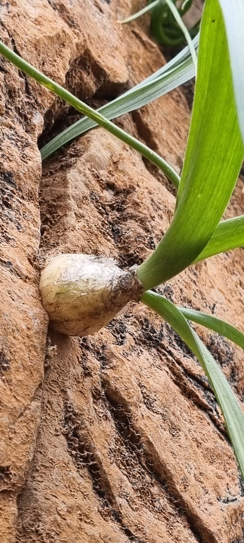 Albuca gildenhuysii photo 6