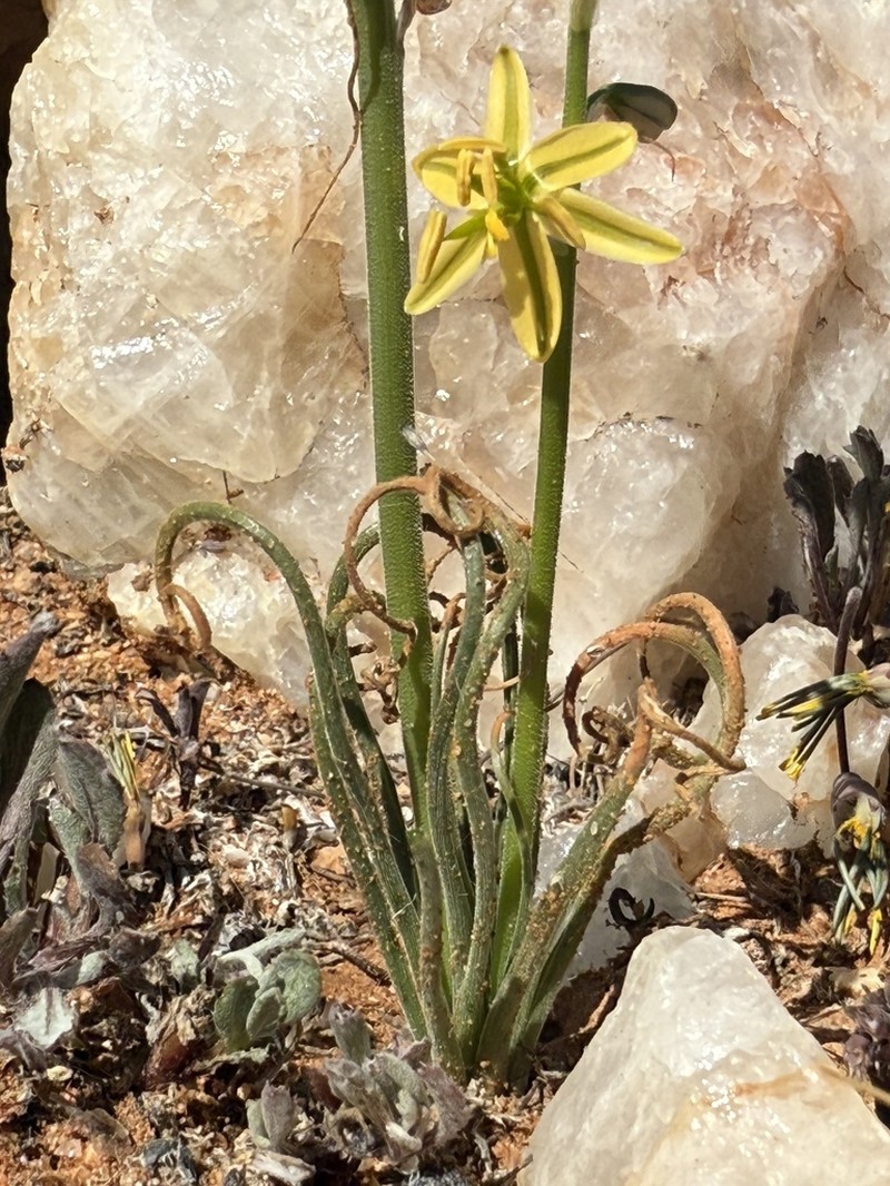 Albuca glandulifera photo 2