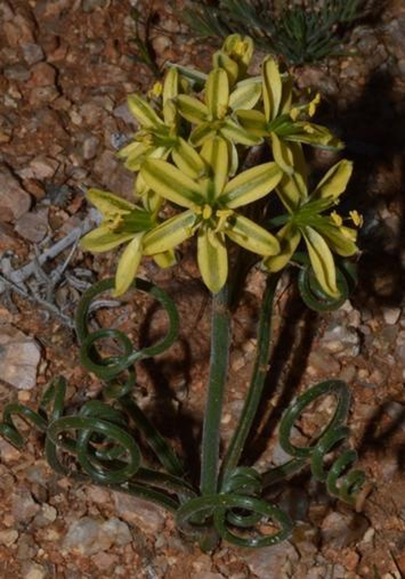 Albuca glandulifera photo 3