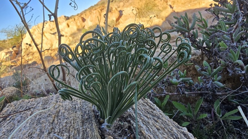 Albuca glandulifera photo 4