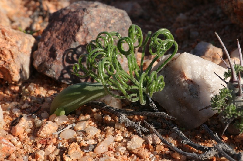 Albuca glandulifera photo 5