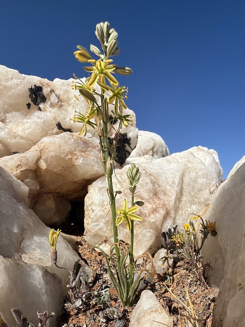 Albuca glandulifera photo 6