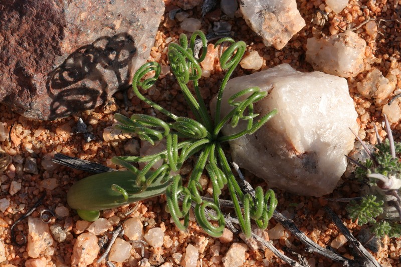 Albuca glandulifera photo 7