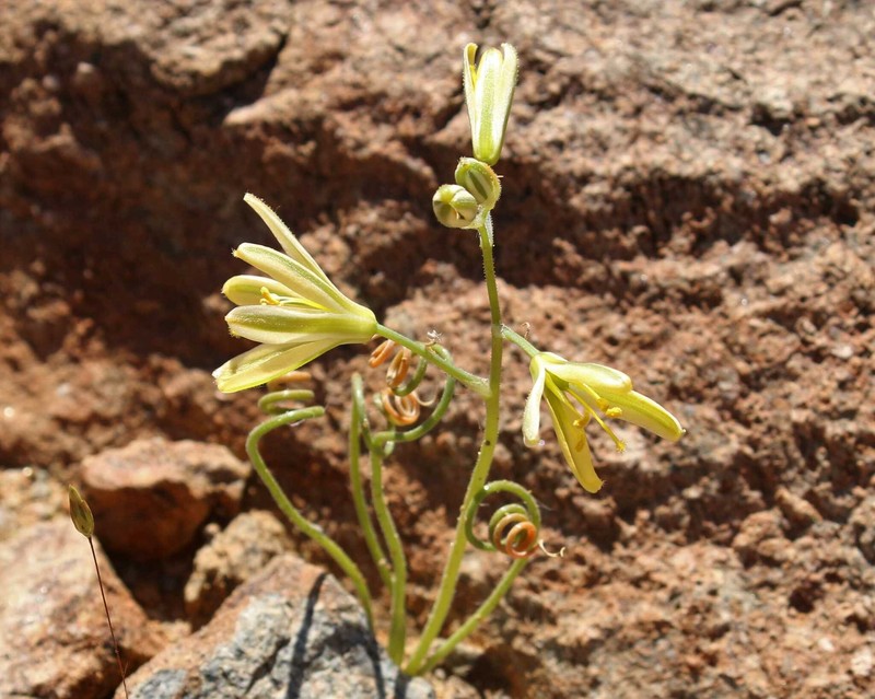 Albuca glandulifera photo 8