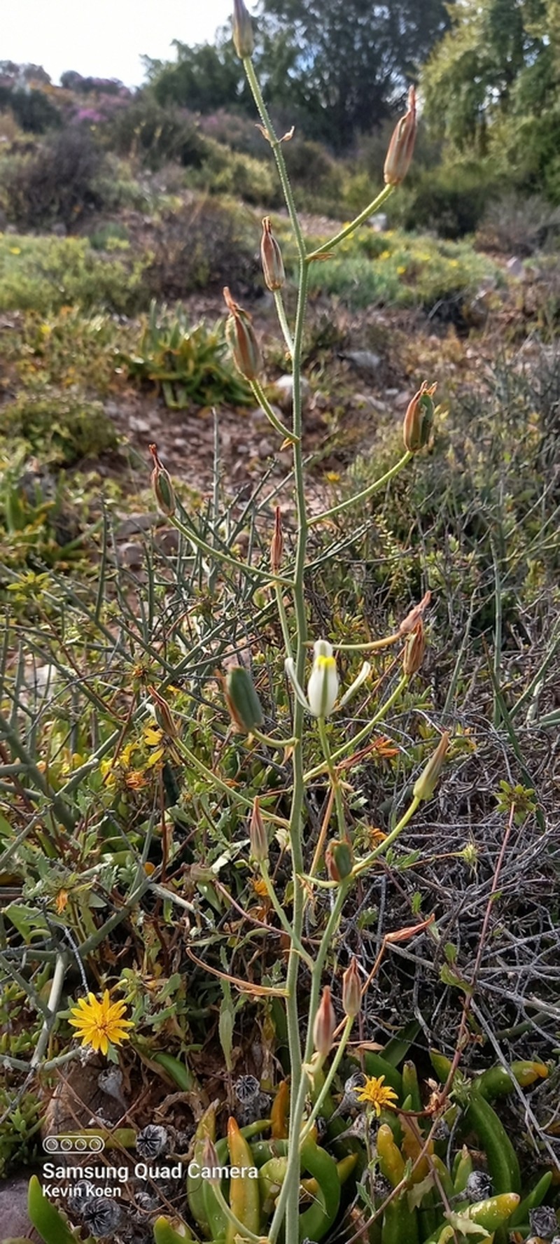 Albuca glandulosa photo 2