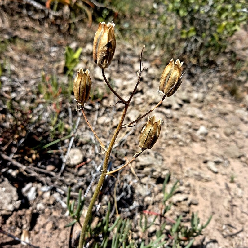 Albuca glandulosa photo 3