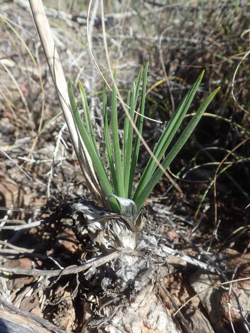 Albuca glandulosa photo 4