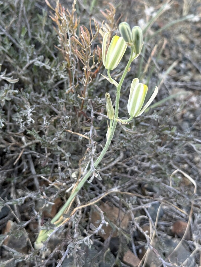 Albuca glandulosa photo 5