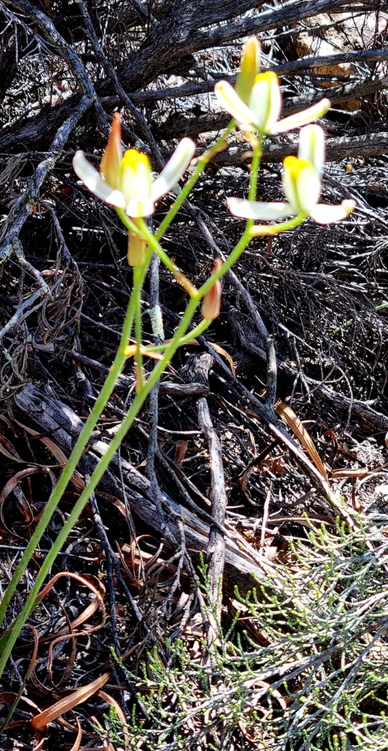 Albuca glandulosa photo 6