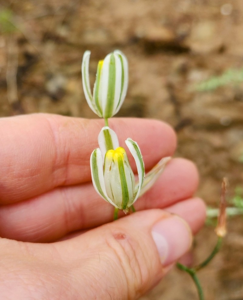 Albuca glandulosa photo 7