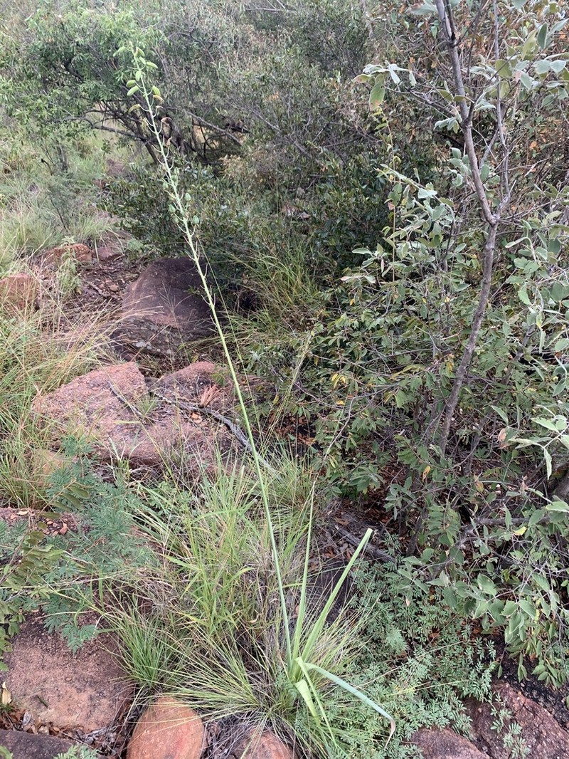 Albuca glauca