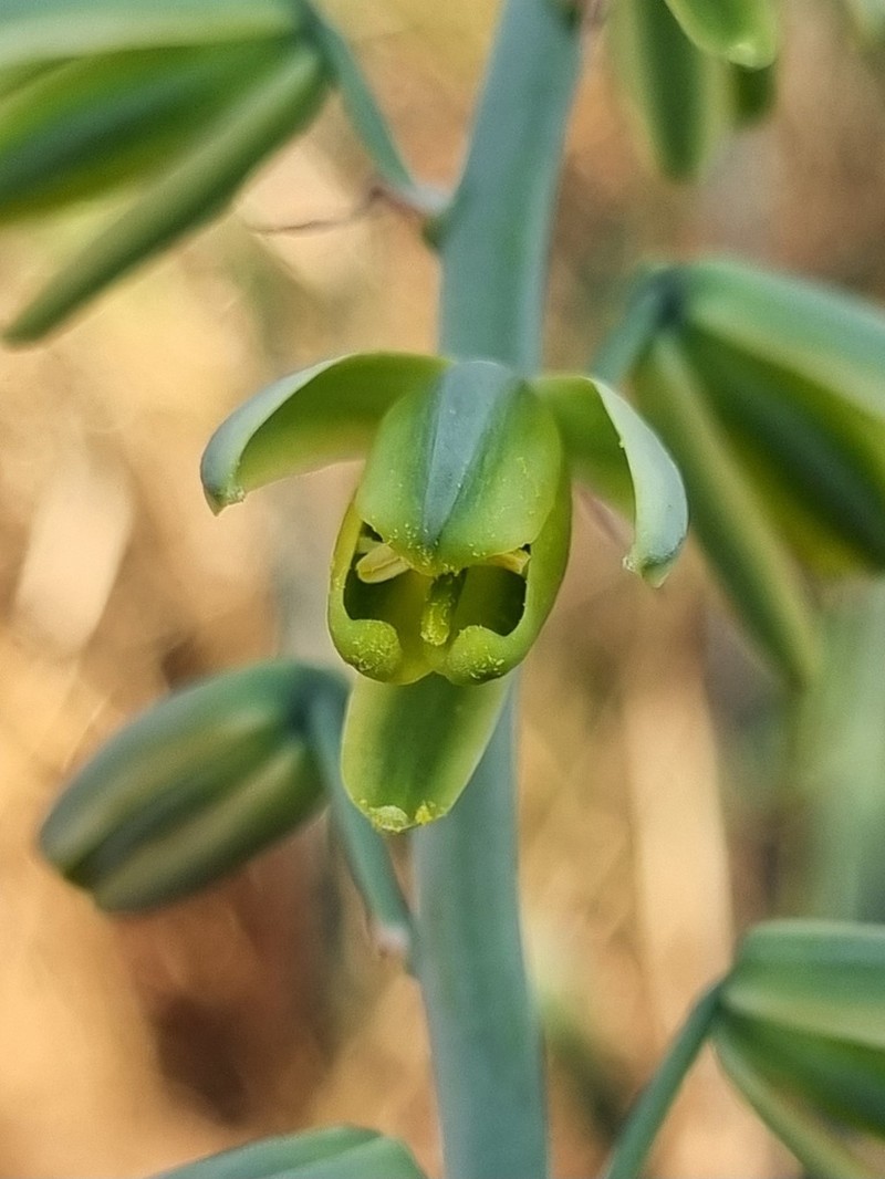 Albuca glauca photo 2