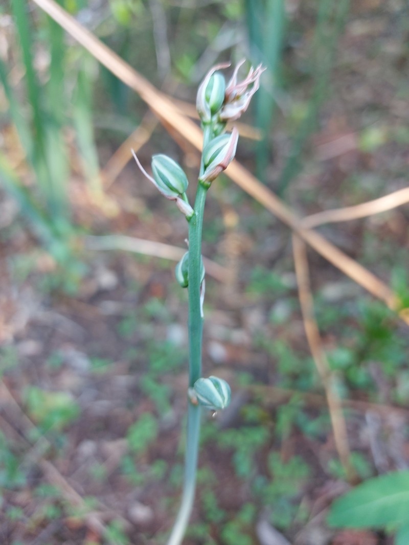 Albuca glauca photo 3