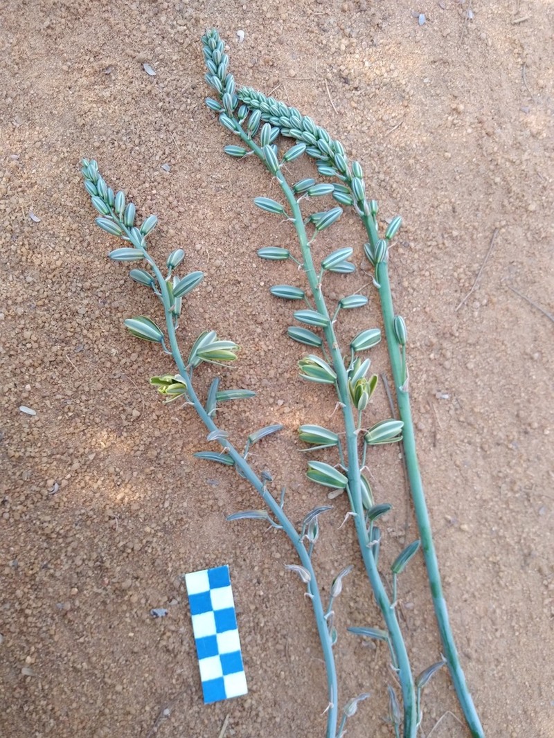 Albuca glauca photo 4