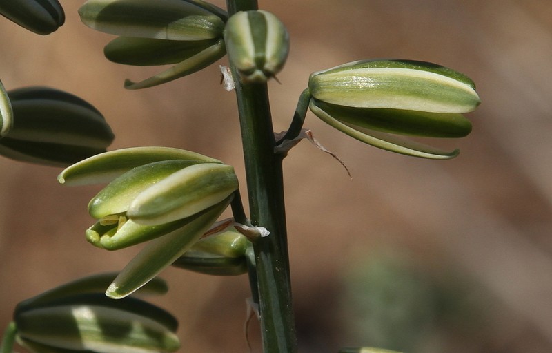 Albuca glauca photo 5